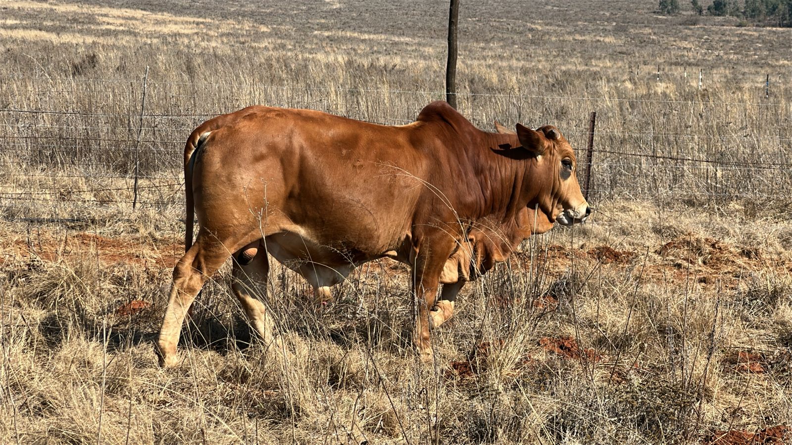 cattle
